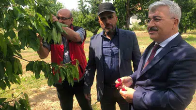 Dünya sofralarının gözdesi Akşehir Kirazı’nda hedef büyük: Hasat öncesi kritik zirve