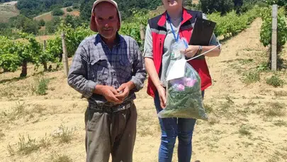 Sofralara gelen yaprakta laboratuvar güvencesi: Akhisar’da sıkı denetim dönemi
