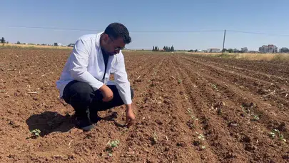 Şanlıurfa ovasında alarm: Hasat dönemi pamuk üreticisini vurdu