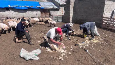 Erzincan’da yaz bereketi: Hayvanlar sıcaktan kurtuluyor, verim artıyor