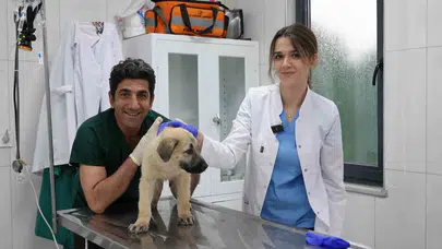 Sokak hayvanlarının sessiz çığlığına Gürsu’dan yanıt: Başarılarıyla ödülleri topluyorlar