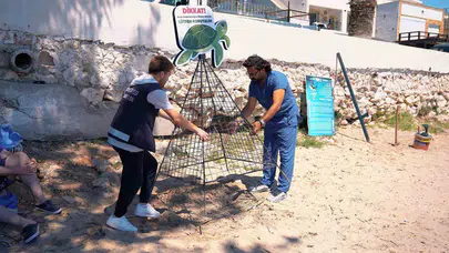 Didim sahillerinde devriye dönemi: Caretta carettalar için seferberlik ilan edildi