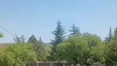 Tarihin kalbinde sürpriz misafirler: Harput’ta dağ keçileri mezarlıkta görüntülendi