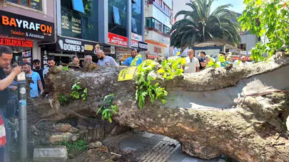 Orhangazi’de saniyelerle gelen mucize: Dev çınar caddenin ortasına göçtü