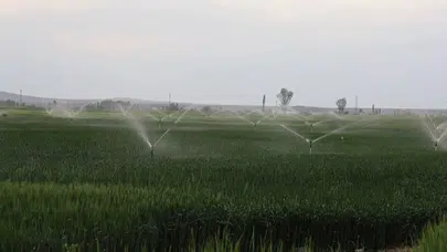 Konya’da suyun bereketi çiftçinin yüzünü güldürdü: Kuyulara 4 ay geç inildi