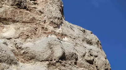 Sivas’ta piknik yolunda sürpriz karşılaşma: Ormanın hayaletleri objektiflere böyle takıldı