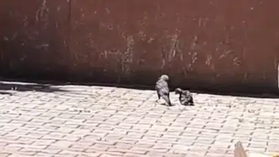 Tadilat sırasında gelen sesler ekipleri harekete geçirdi: Havalandırma boşluğundaki minik misafire şefkat eli