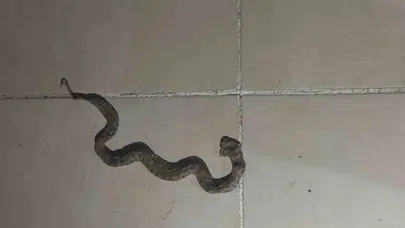 Siirt’te korku dolu anlar: Apartman dairesine kadar girdi
