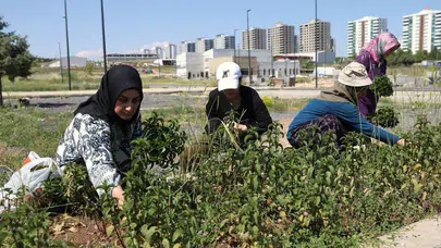 Toprağa dokunan eller geleceği yeşertti: Diyarbakırlı kadınlar şifa dolu hasatla buluştu