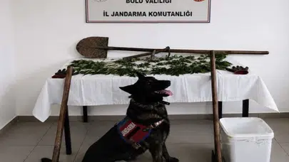 Bolu’da jandarmadan zehir tacirlerine geçit yok: Kenevir operasyonunda tutuklama kararı