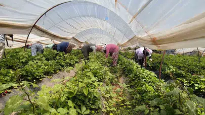 40 derecede ekmek kavgası: Aydın’ın kadınları tarlada tarih yazıyor