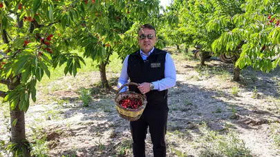 Bilecik’te kiraz bereketi: 15 bin tonluk rekolte hedefiyle hasat mesaisi başladı