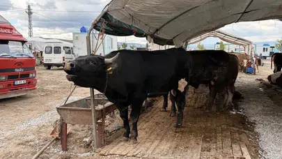 Kayseri’de kurban bereketi: Kesim rakamlarında dikkat çeken yükseliş