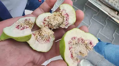 İncirde kaliteyi korumak isteyenlere kritik uyarı: Belgesiz ilek bahçenizi bitirebilir