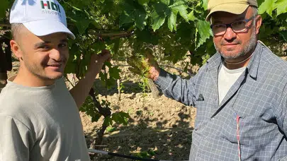 Sarıgöl’de bağlarda hummalı çalışma: Üzümün yolculuğu kaliteyle başlıyor