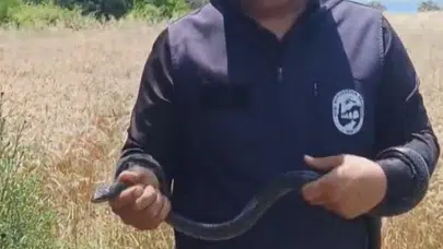 Evinin salonunda 1,5 metrelik misafirle karşılaştı: Yılancı Kemal’in doğaya dönüş mesajı duygulandırdı