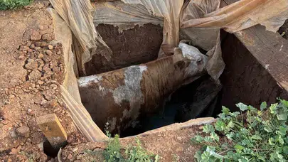 Muş’ta nefes kesen kurtarma operasyonu: Foseptik çukuruna düşen inek için seferber oldular