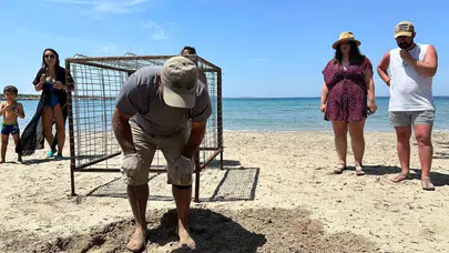 Didim’de sürpriz misafir: Caretta Caretta sezonu bu plajla açıldı