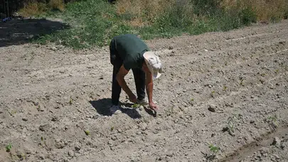 Toprağın bereketi Kuşadası sofralarına taşınıyor: Adabahçe’de hasat heyecanı