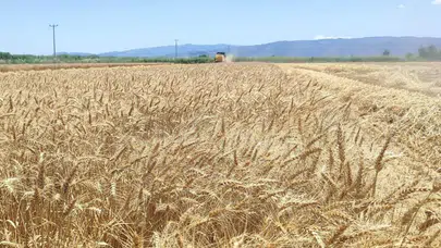 Söke Ovası’nda altın sarısı mesai: Çiftçinin alın teri berekete dönüşüyor