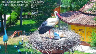 Kocaeli’de umut dolu bekleyiş: Ormanya’nın yeni misafiri Atlas 18 günlük oldu