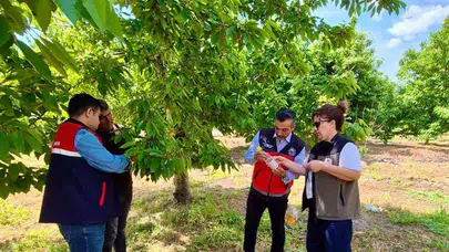 Sultandağı’nda kirazın kaderi değişiyor: Doğal yöntemlerle rekolte güvence altında