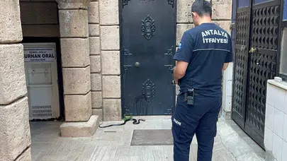 Cami avlusunda korku dolu anlar: 1,5 metrelik davetsiz misafir cemaati ayağa kaldırdı