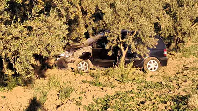 Zeytin ağacına çarptı, hurdaya dönen araçtan sağ çıktı: Mucize kurtuluş