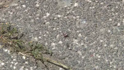 Sarıyer’de kabus dolu günler: Mahalleli kene istilasına karşı çaresiz kaldı