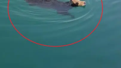 İskenderun Körfezi’nde şaşkına çeviren anlar: Gemiden atlayan angus denize daldı