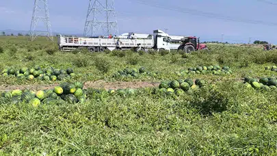 Doğa şartlarına inat sofraları şenlendiriyor: Hatay’da karpuz bereketi yüzleri güldürdü