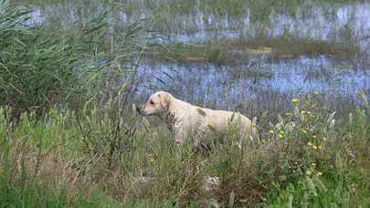 Vicdansızlığın bedeli ağır oldu: Yavru köpekleri ölüme terk edenlere yarım milyonluk fatura
