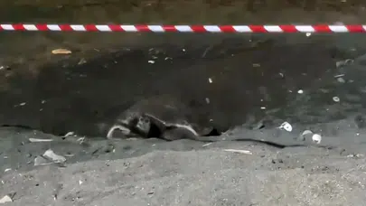 Erdemli sahillerinde sürpriz misafir: Caretta caretta şehir merkezine yuva kurdu
