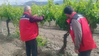Manisa’da tarladan sofraya sıkı takip: Üreticiye rehberlik, tüketiciye güven