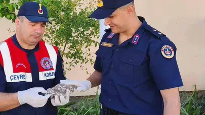 Yozgat’ta duygulandıran kurtarma: Çatıda mahsur kalan minik misafiri jandarma sahiplendi