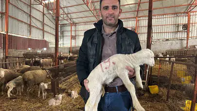 Koyunculukta altın kurallar: 57 yıllık tecrübeden girişimcilere yol haritası