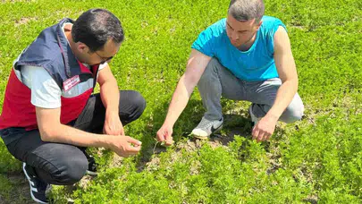 Çavdarhisar’da tarımda yeni dönem: Çörek otu tarlaları mercek altına alındı