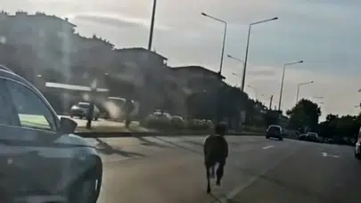 Bursa-Mudanya yolunda korku dolu anlar: Sürücülerin kabusu oldu