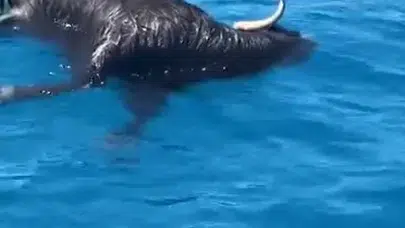 Alanya'da şaşkına çeviren manzara: Tarihi kalenin eteklerinde cansız bulundu