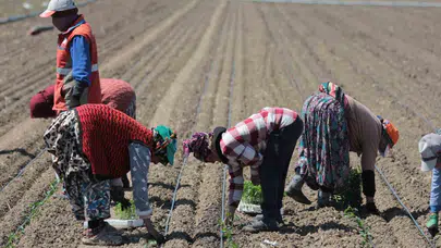 Salça devlerinin kalbi Karacabey’de atıyor: Domates tarlalarında hummalı mesai