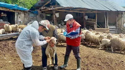 Afyonkarahisar’da hayvancılıkta yeni dönem: Geleceğin sürüleri kayıt altına alınıyor