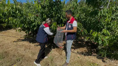 Söke’de kiraz üreticisinin gözü kulağı laboratuvardan gelecek sonuçlarda