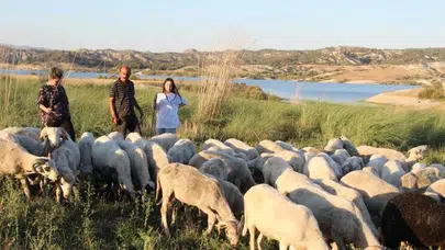 Meraların ortasında akademik zafer: Koyun otlatırken bölüm birincisi oldu