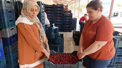 Tütünün yerini altın değerinde kirazlar aldı: Selendi’nin 25 yıllık dönüşüm hikayesi