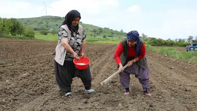 Tarlada ürünüm kalır mı korkusu bitti: Ladik fasulyesi için belediyeden "satın alma" garantisi