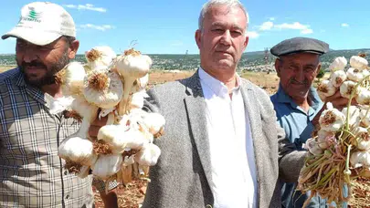 Avrupa'nın tescillediği lezzet sofralara iniyor: Araban Ovası'nda sarımsak bereketi