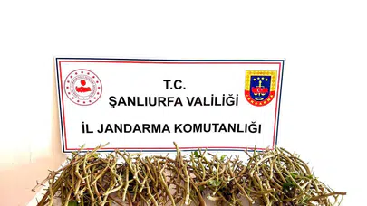Fıstık bahçesinde sabah baskını: Jandarma suçüstü yakaladı