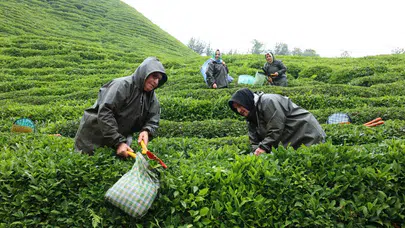 Rize’de çay devrimi: Migros’tan üreticiye can suyu olacak dev iş birliği