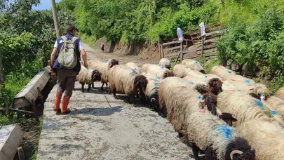 Dededen toruna asırlık gelenek: Karadeniz’in çobanları yayla yollarına düştü