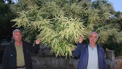 Baharın müjdecisi Burhaniye’de: Kestane ağaçları erken uyandı